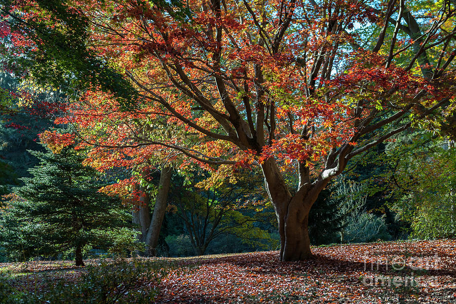 Tree Photograph - Golden Red and Orange by Dale Powell