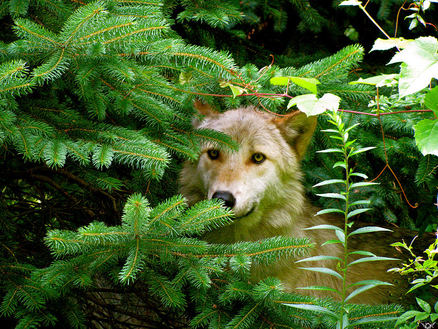 Wildlife Photograph - Golden Red Wolf by Debra     Vatalaro