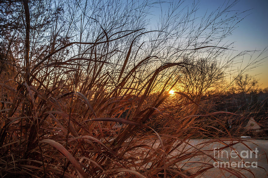 Golden Reeds 0318c Photograph by Howard Roberts
