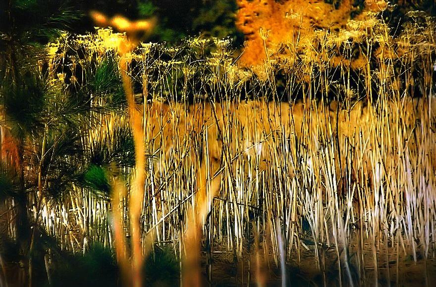 Golden Reeds on the Marsh Photograph by Nadalyn Larsen