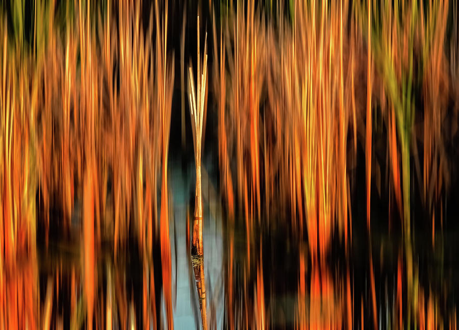 Golden reeds Photograph by Robert Mitchell