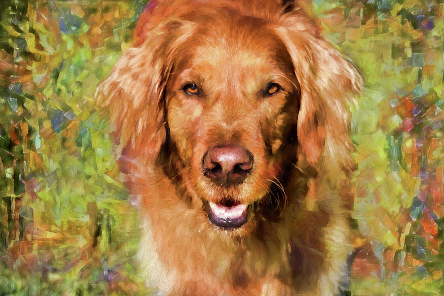 Golden Retriever Art - Happy to See You Photograph by Peggy Collins