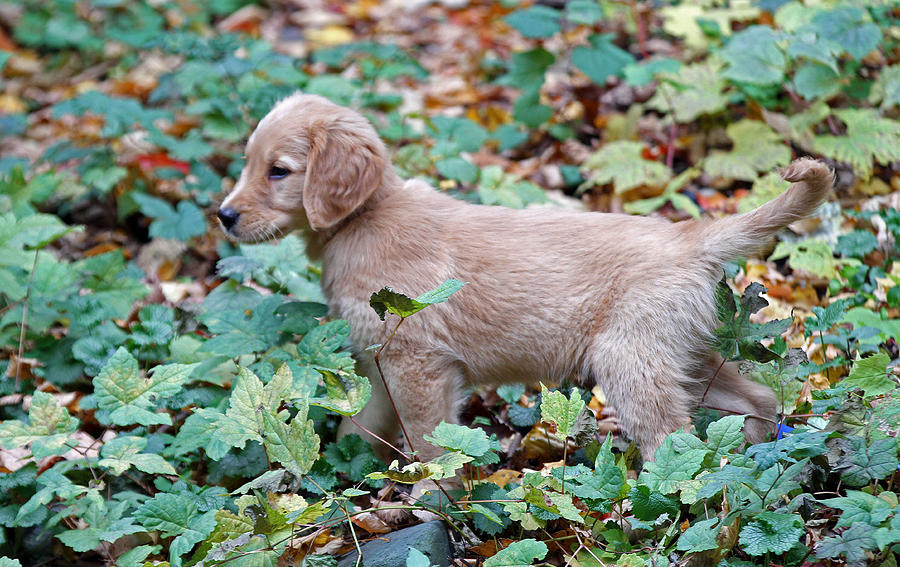 Golden Retriever Baby Photograph by Juergen Roth