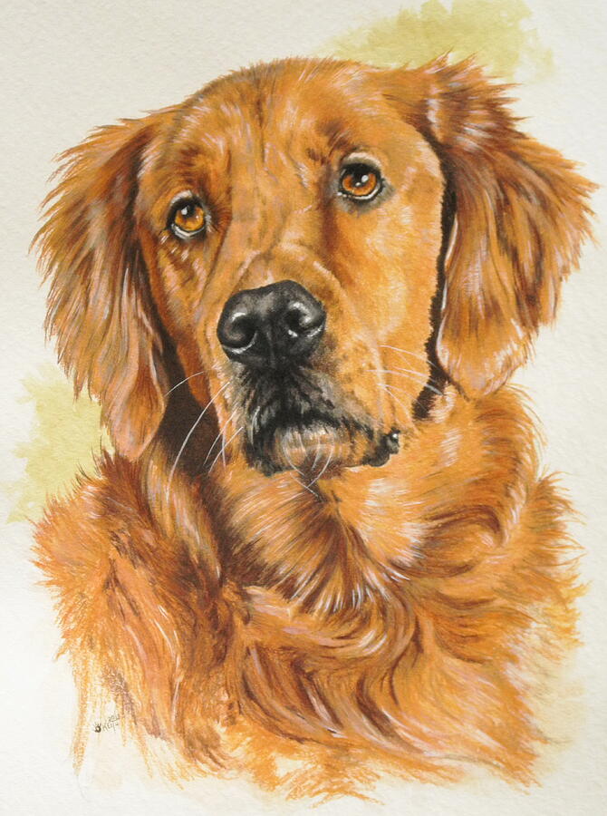 Golden Retriever in Watercolor Painting by Barbara Keith