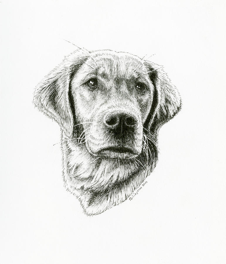 Golden Retriever Bliss Drawing by Timothy Livingston