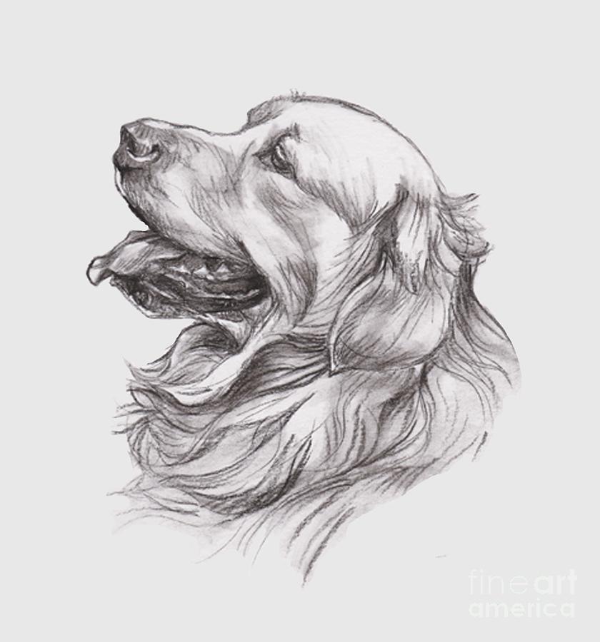 Golden Retriever Charcoal Portrait drawing Painting by I Am Lalanny