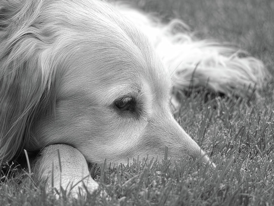 Golden Retriever Dog in the Cool Grass Monochrome Photograph by Jennie Marie Schell