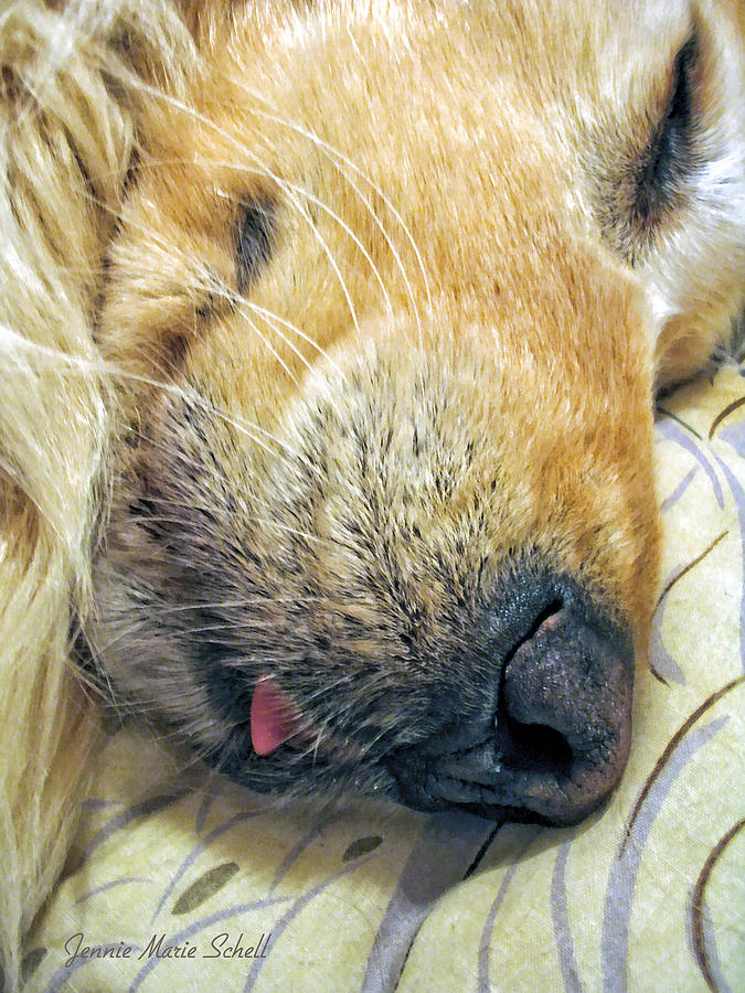 Golden Retriever Dog Little Tongue Photograph by Jennie Marie Schell