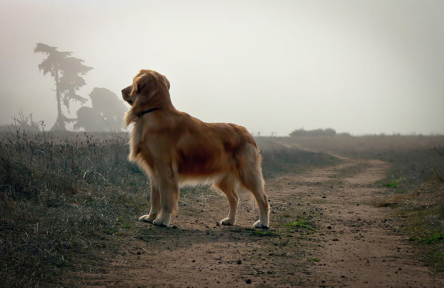Golden Retriever Dog on Trail Photograph by R Scott Duncan