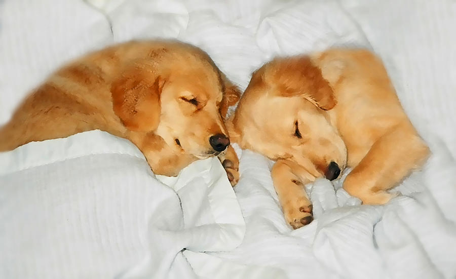 Golden Retriever Dog Puppies Sleeping Photograph by Jennie Marie Schell