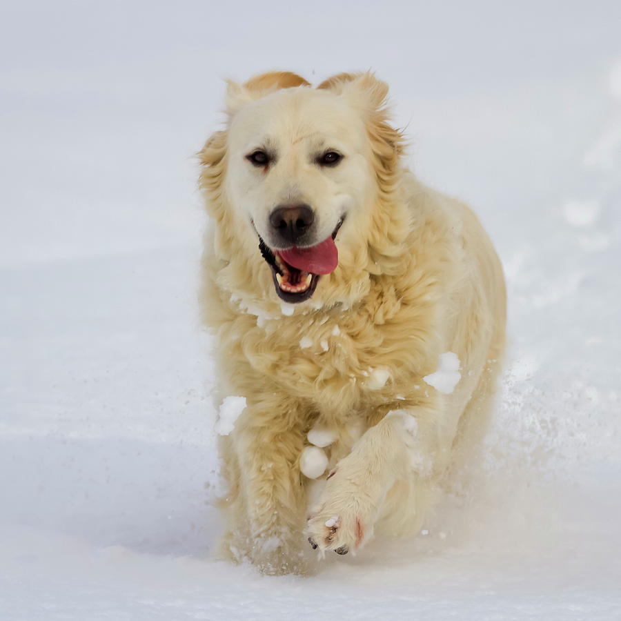 Golden retriever dog running in the snow Photograph by Elenarts - Elena Duvernay photo