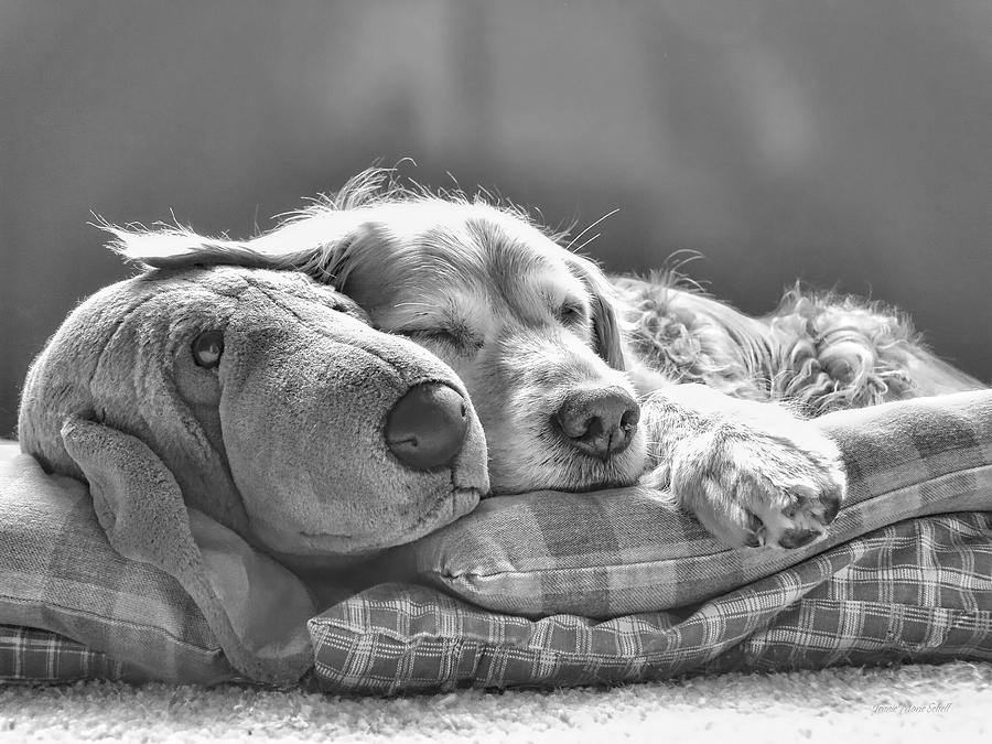 Black And White Photograph - Golden Retriever Dog Sleeping with my Friend Monochrome by Jennie Marie Schell