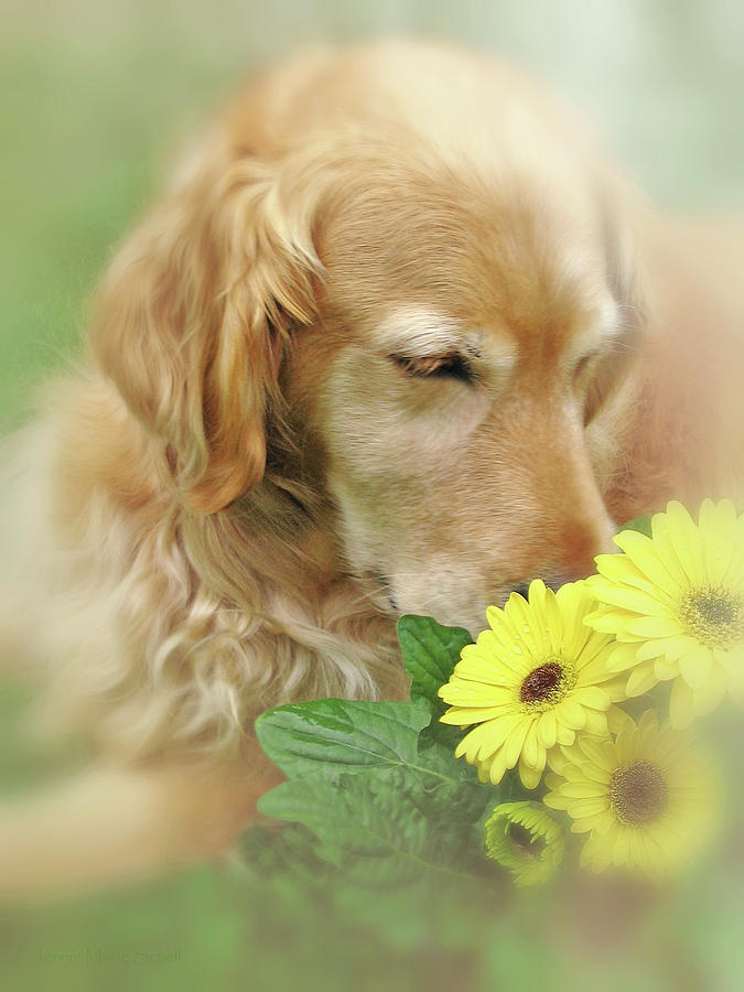 Golden Retriever Dog Smell the Flowers Photograph by Jennie Marie Schell