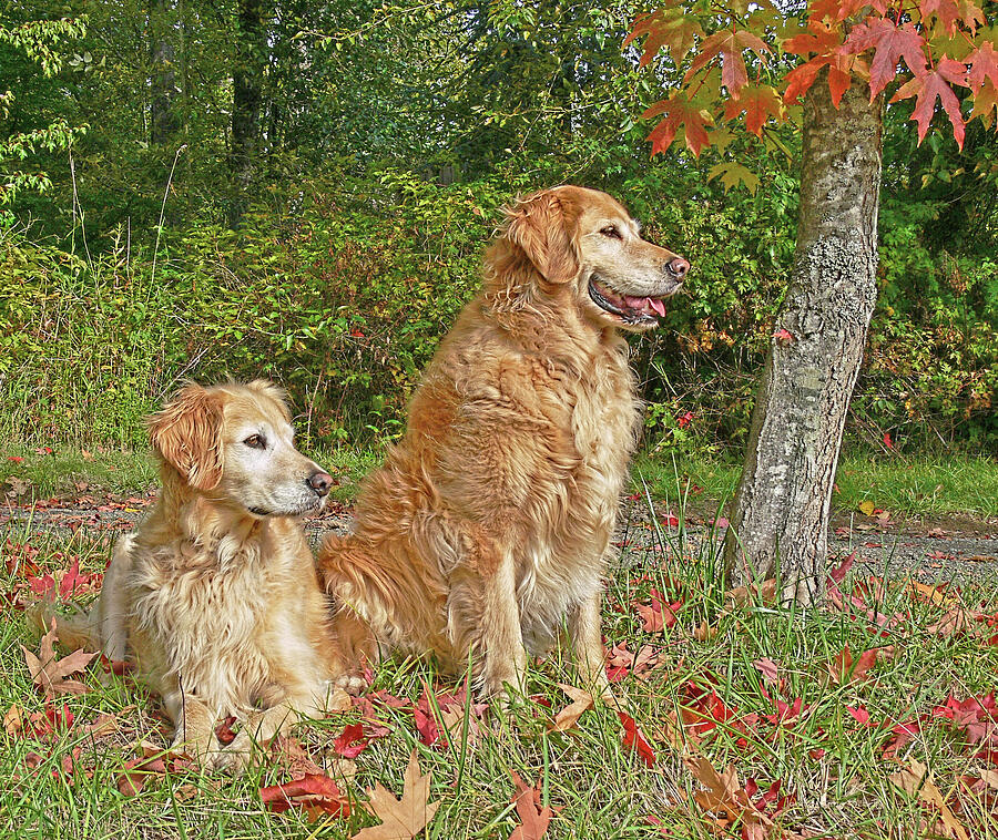 Golden Retriever Dogs in Autumn Photograph by Jennie Marie Schell