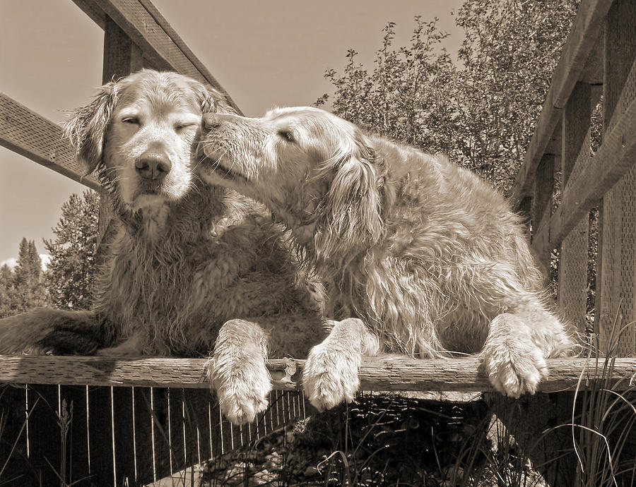 Golden Retriever Dogs the Kiss Sepia Photograph by Jennie Marie Schell