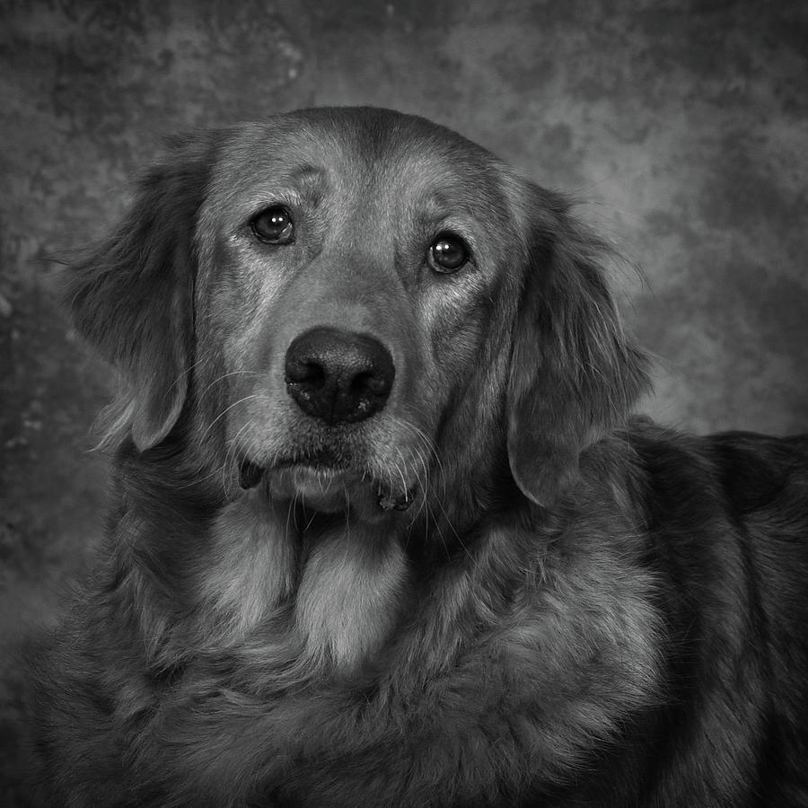 Golden Retriever In Black and White Photograph by Greg and Chrystal Mimbs