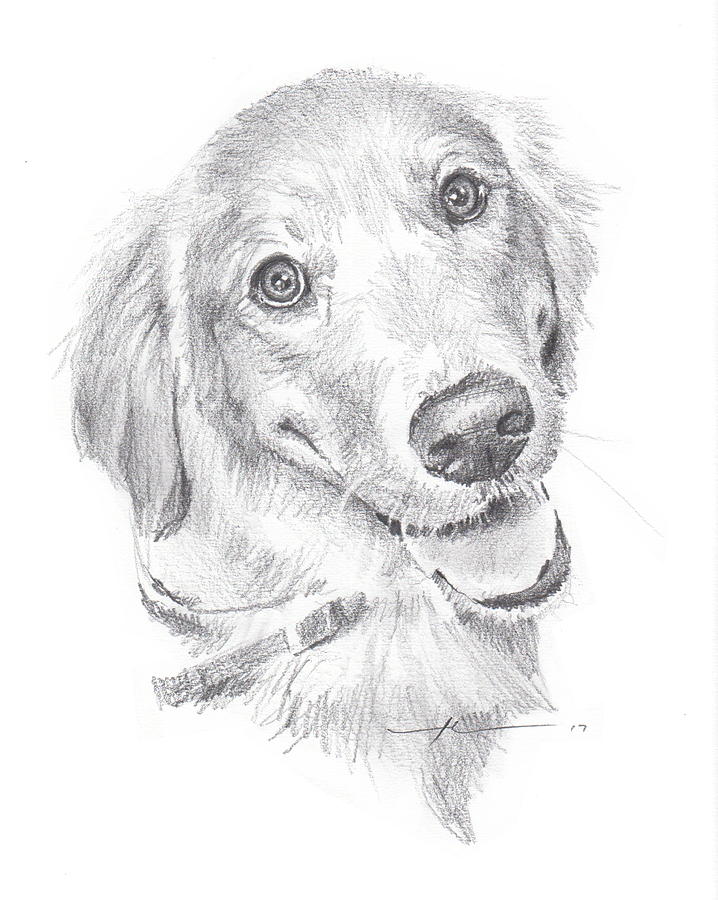 Golden Retriever Drawing by Mike Theuer