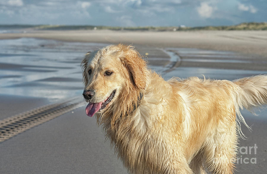 Golden retriever on the beach Photograph by Patricia Hofmeester