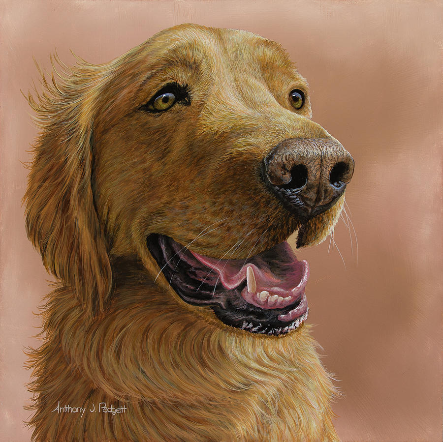 Golden Retriever Portrait Painting by Anthony J Padgett