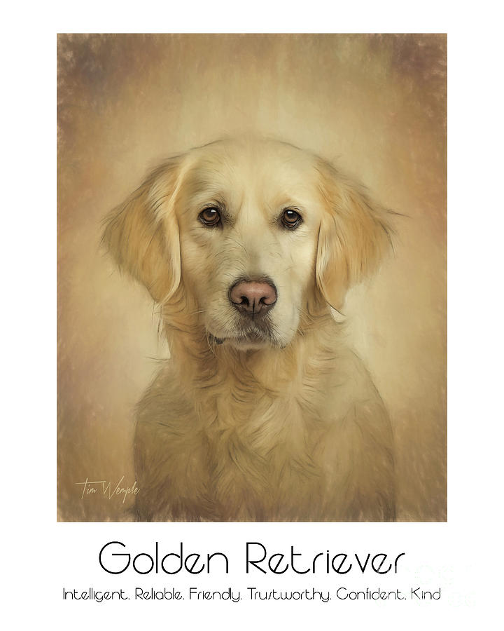 Golden Retriever Poster Digital Art by Tim Wemple