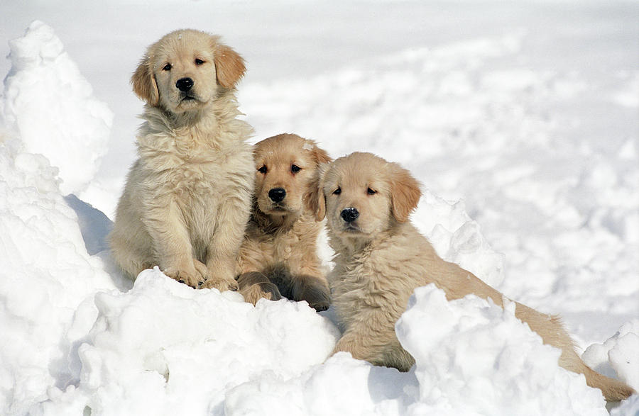 Golden Retriever Puppies In Snow Photograph by Stan Fellerman