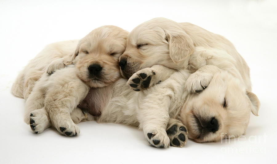 Animal Photograph - Golden Retriever Puppies by Jane Burton