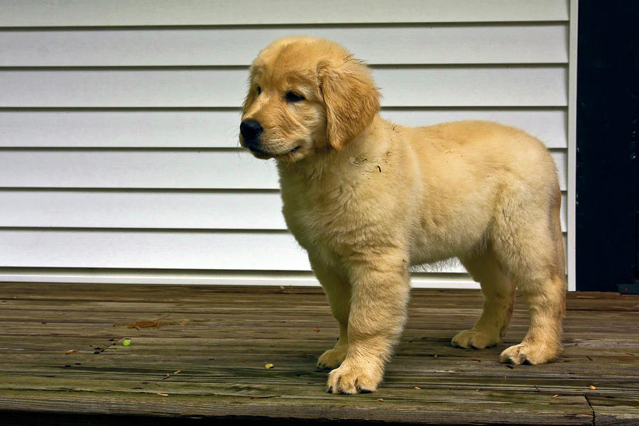 Golden Retriever Puppy Photograph by Sally Weigand
