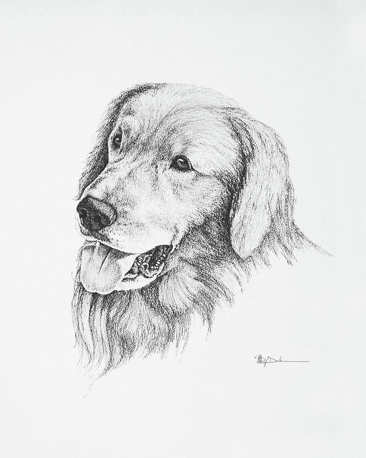 Golden Retriever Show Breed Drawing by Mary Dove