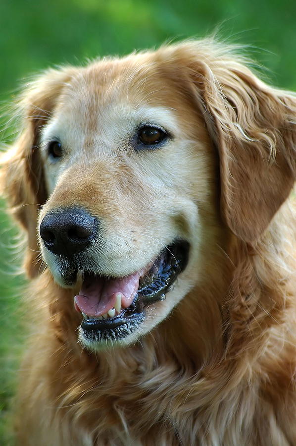 Golden Retriever Photograph by Tim Elliott - Fine Art America