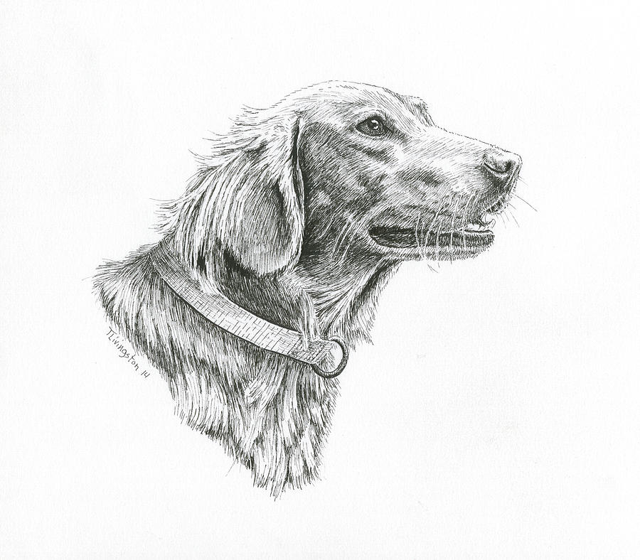 Golden Retriever Drawing by Timothy Livingston