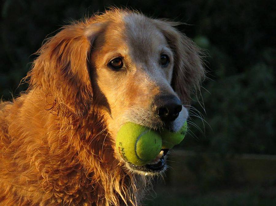 Golden Retriever With Tennis Balls Photograph