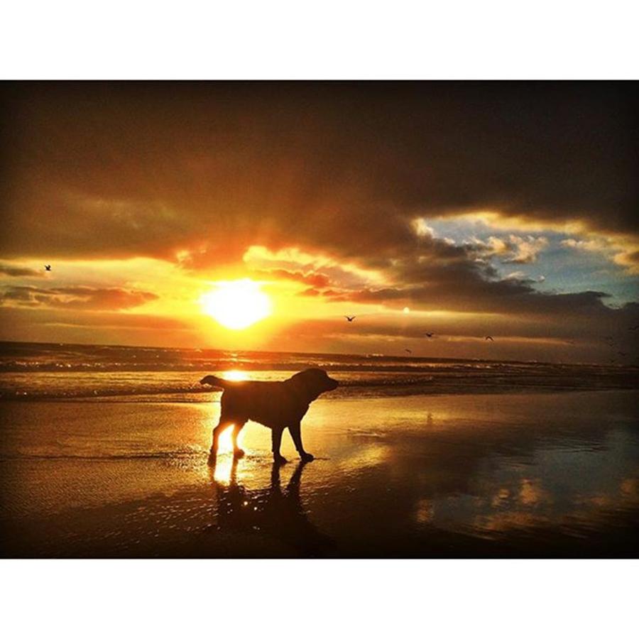 Labrador Photograph - Golden Retriever.
#labrador #retriever by Visual Creative In Lisbon