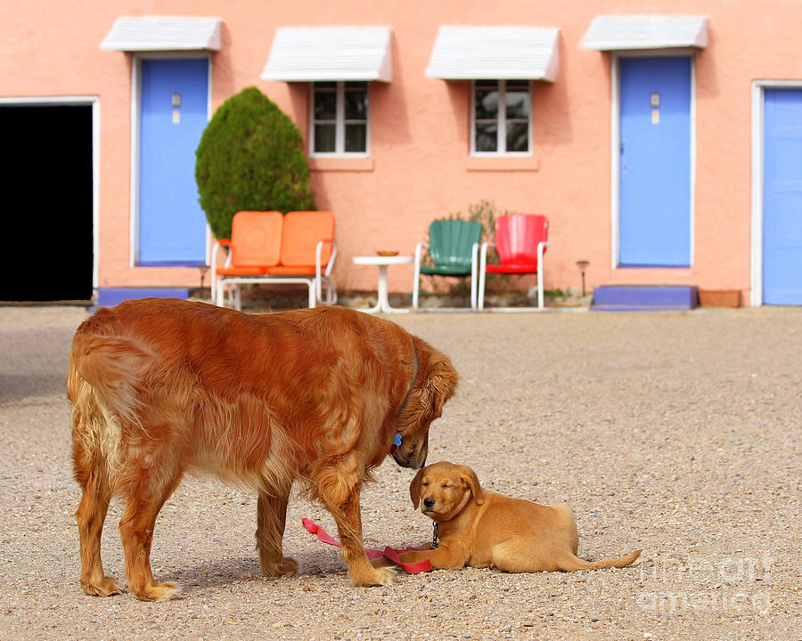 Golden Retrievers At The Blue Swallow Motel Photograph