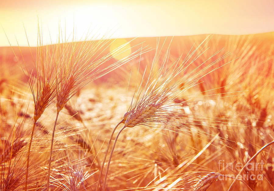 Golden ripe wheat field Photograph by Anna Om