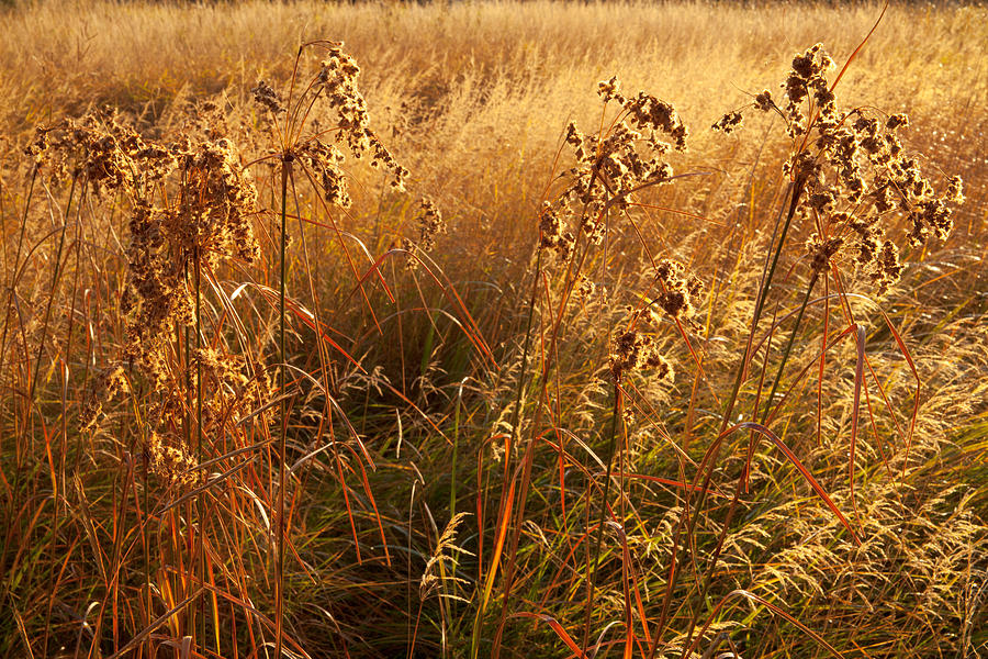 Golden Riverbank Grasses Photograph by Irwin Barrett