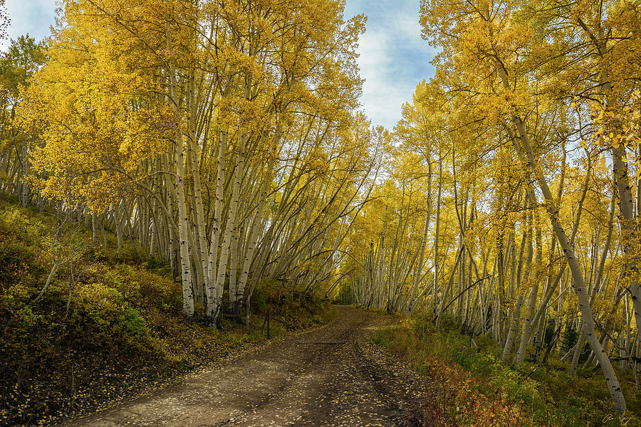 Golden Road Photograph by Aaron Spong