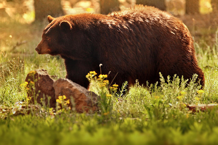 Brown Bear Photograph - Golden  by Rob Blair