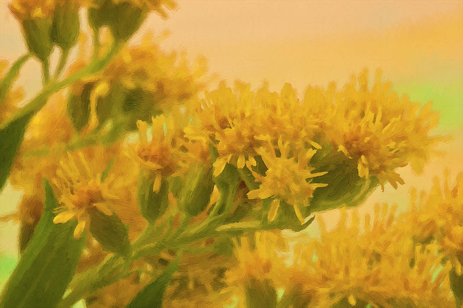 Golden Rod Solidago  Photograph by Sandra Foster