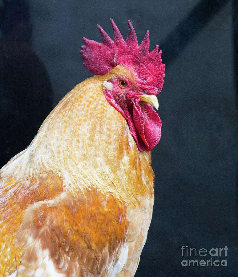Golden Rooster Photograph by Steven Parker