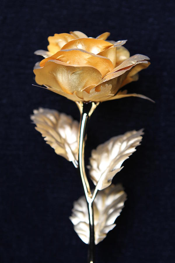 Golden Rose 1 Photograph by Sladjana Lazarevic