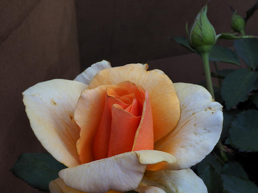 Golden Rose and Young Bud Photograph by Richard Thomas