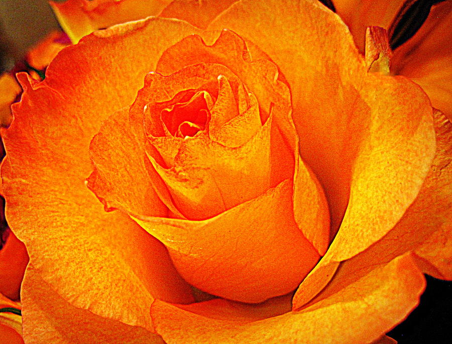 Flower Digital Art - Golden Rose by Bonita Brandt