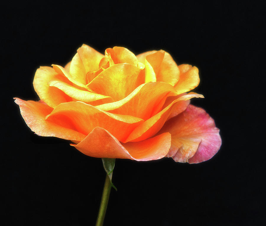 Golden Rose Photograph by Floyd Hopper