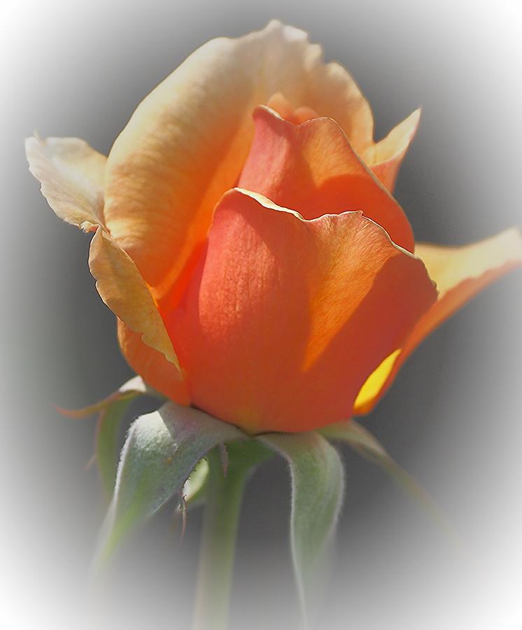 Golden Rose Greeting Card 2 Photograph by Richard Thomas