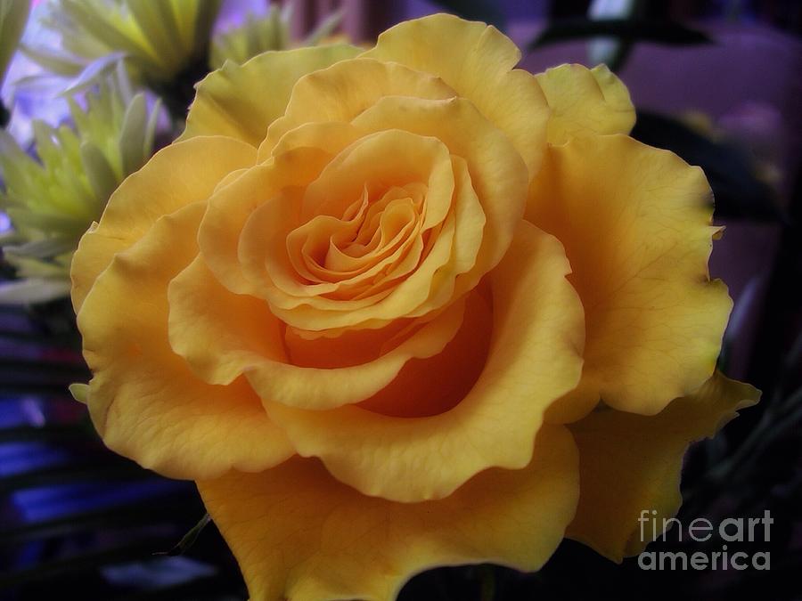 Golden Rose Photograph by Joan-Violet Stretch