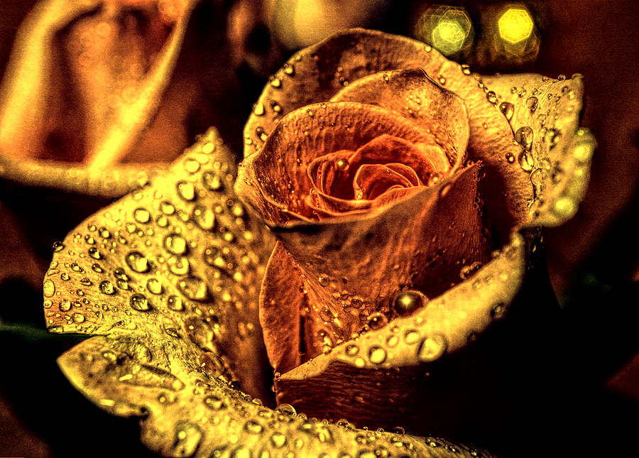 Golden Rose Photograph by Lilia S