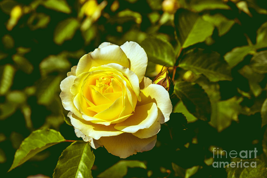 Golden rose Photograph by Marina Usmanskaya
