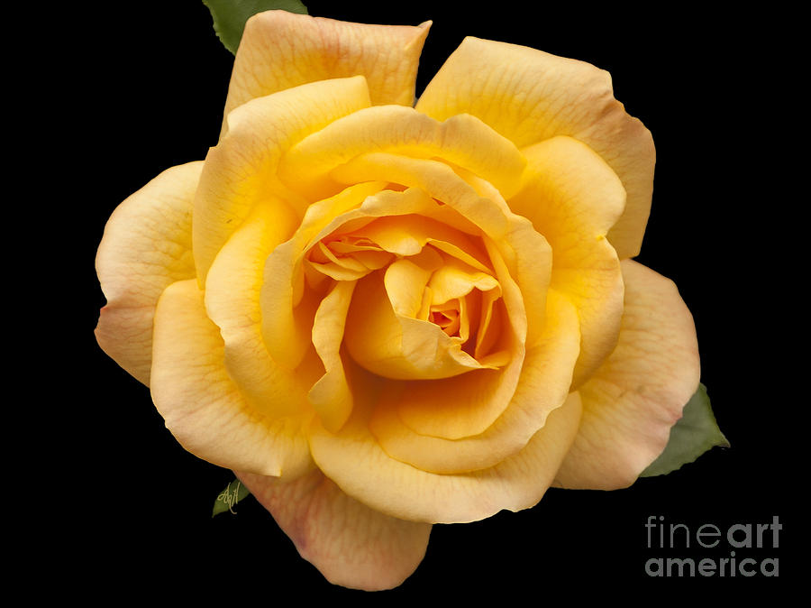 Summer Photograph - Golden Rose on Black by Victoria Harrington