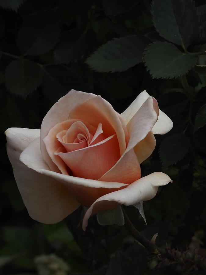 Golden Rose Photograph