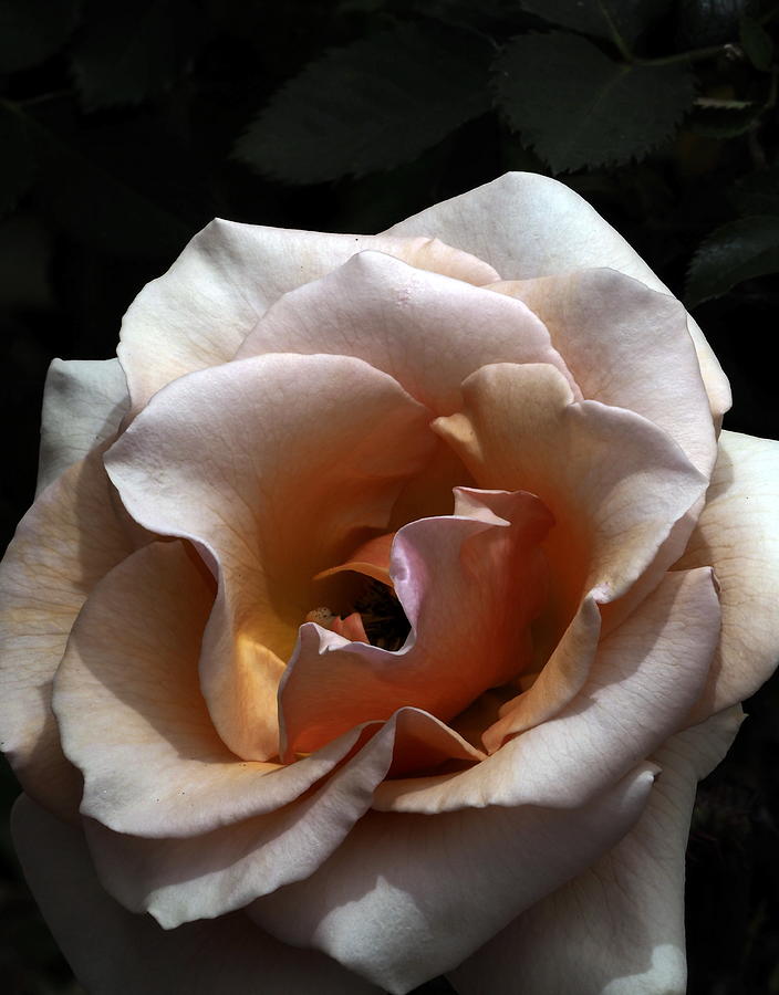 Golden Rose Unfurled  Photograph by Richard Thomas